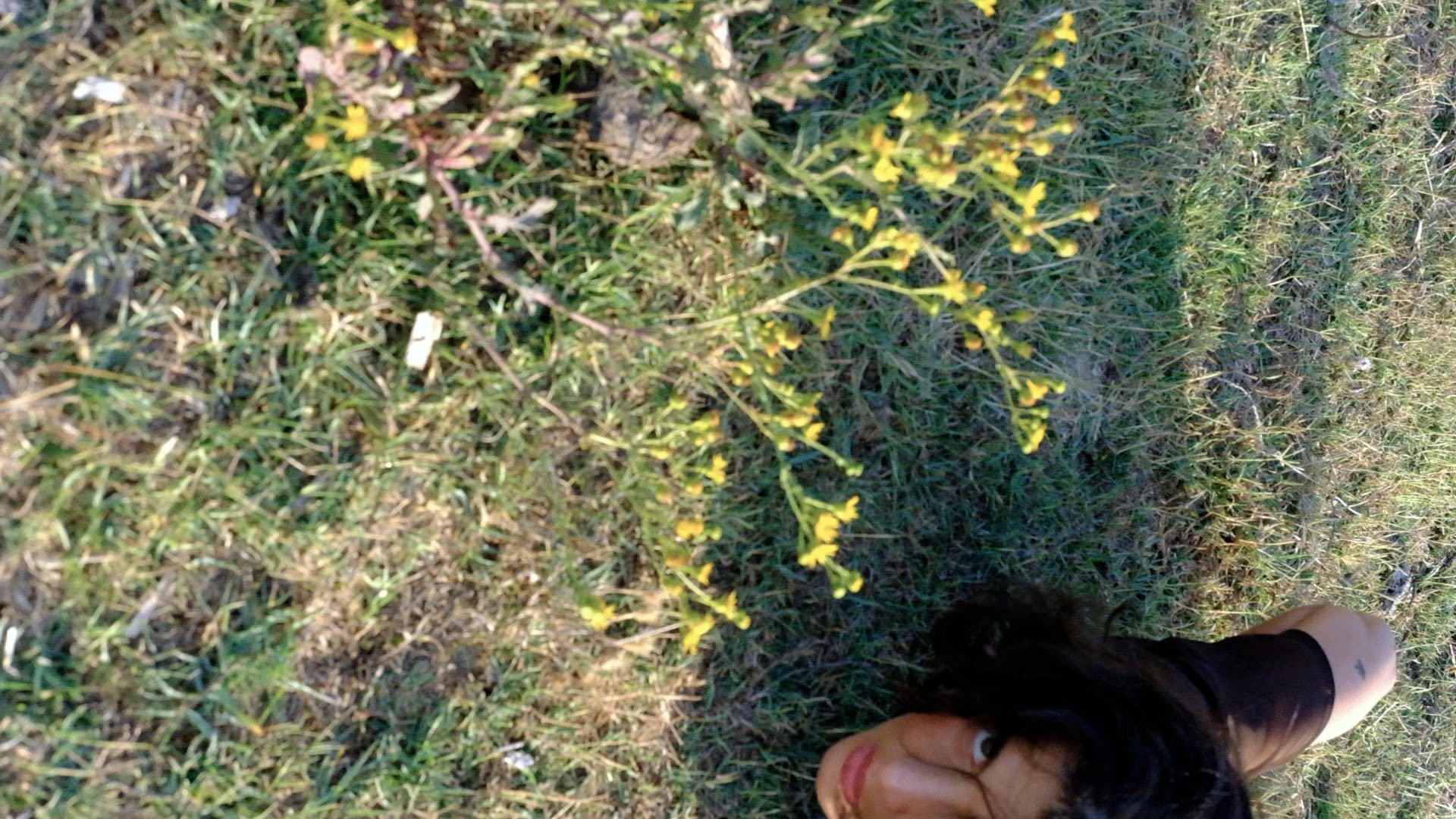 Dintorni N.00 Asterismi, Ines Bortoletto.